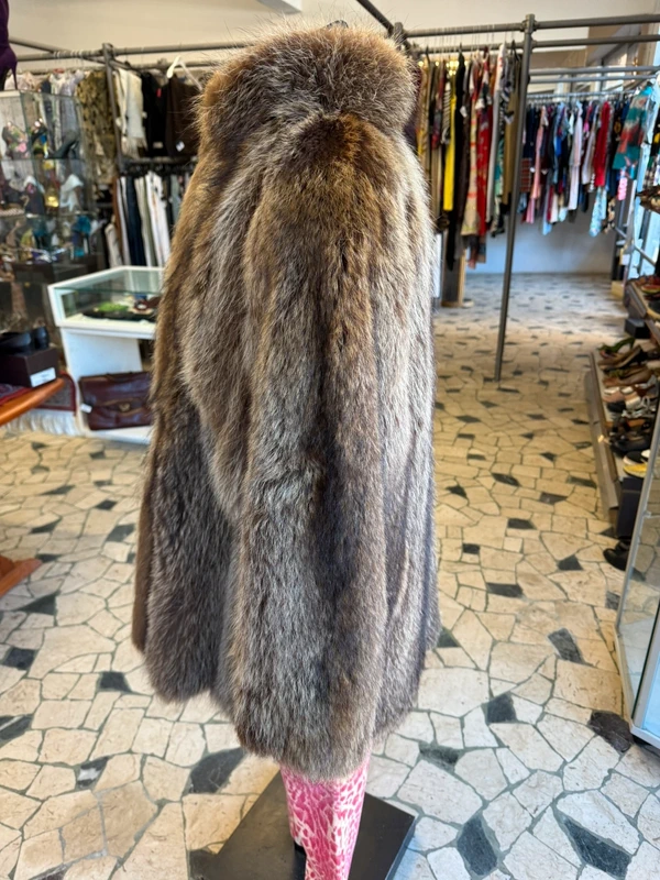 Elegantissimo procione  corto