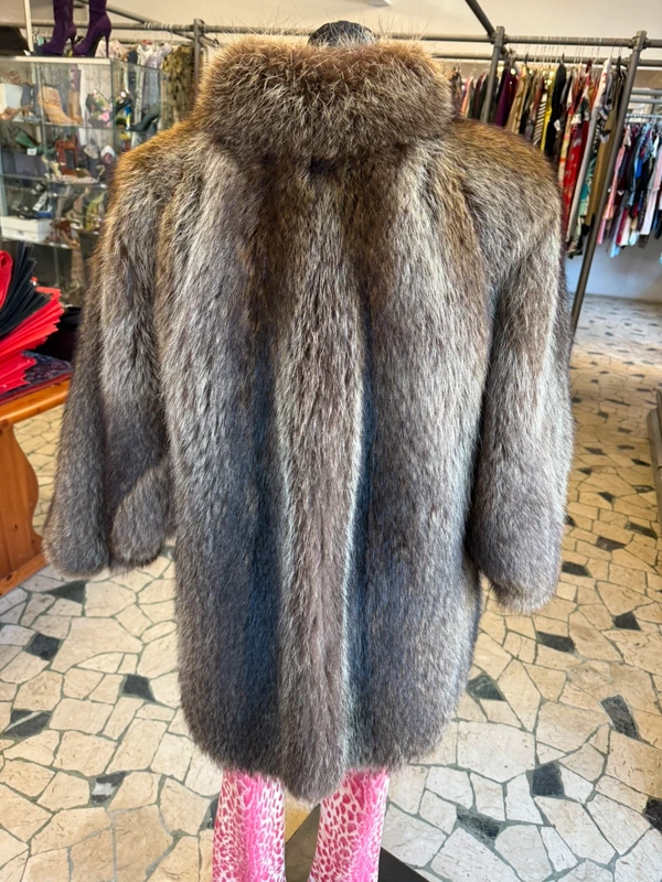 Elegantissimo procione  corto