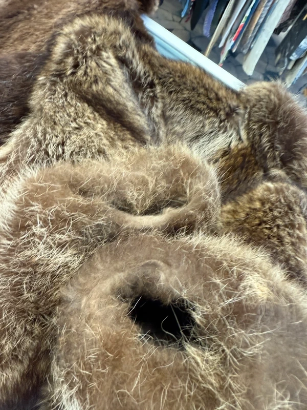 Elegantissimo procione  corto