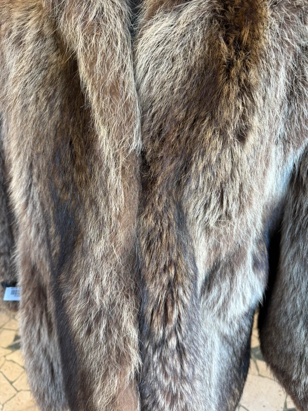 Elegantissimo procione  corto