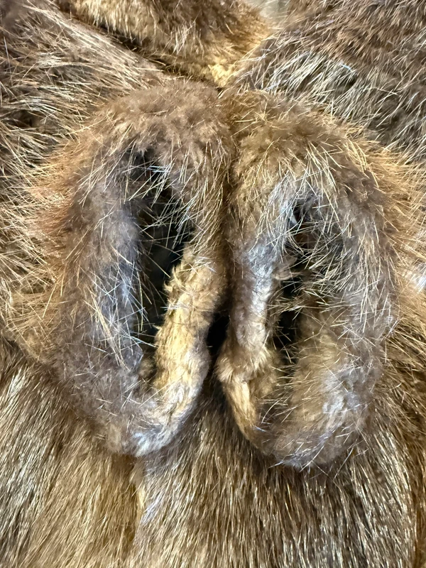 Elegantissima marmotta corta